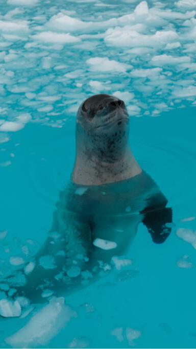 Voyaging Beyond the Antarctic Circle