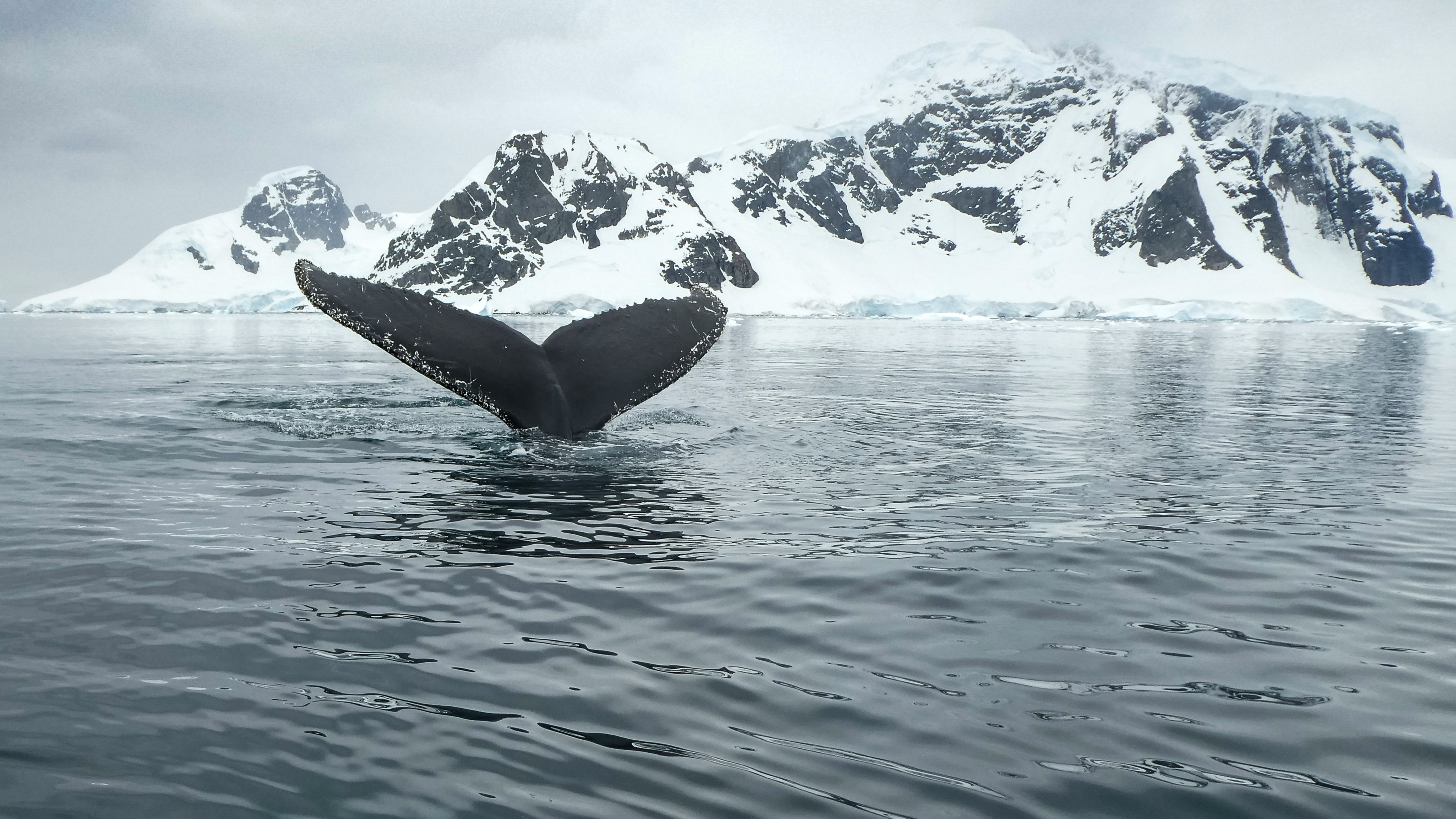 Voyaging Beyond the Antarctic Circle