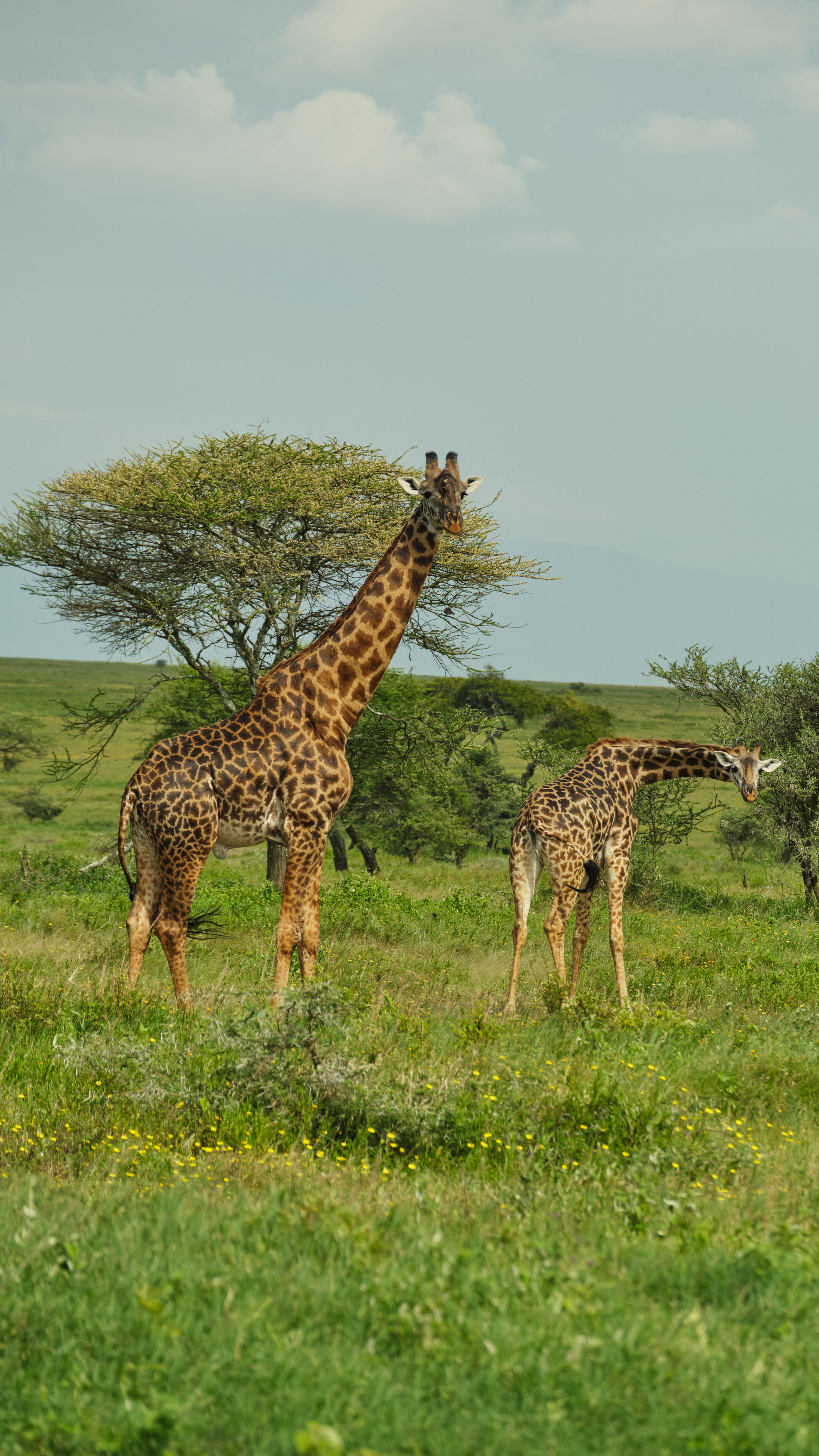 A&K Sanctuary Tanzania and Kenya Safari