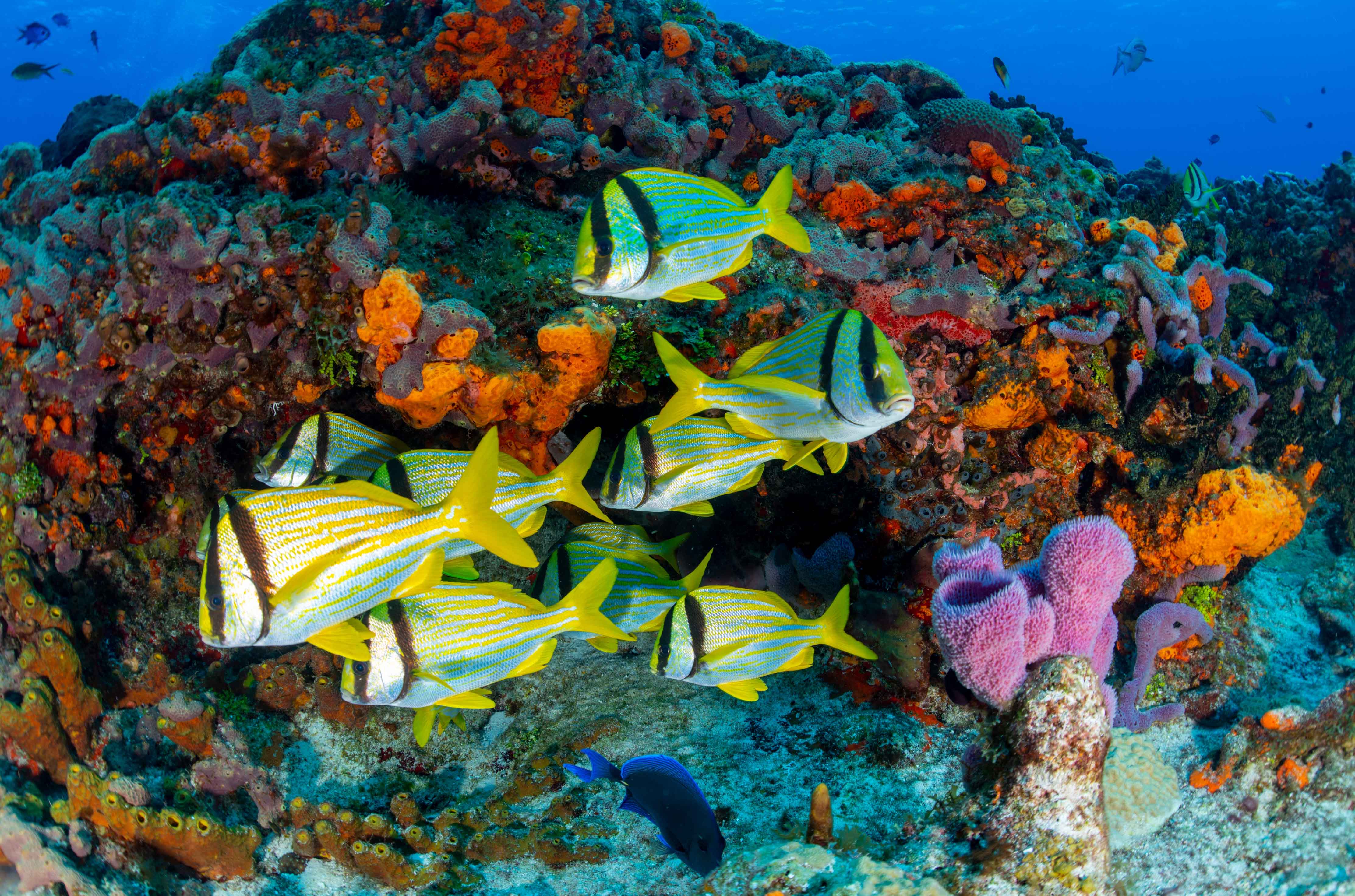 Roundtrip Fort Lauderdale — Caribbean