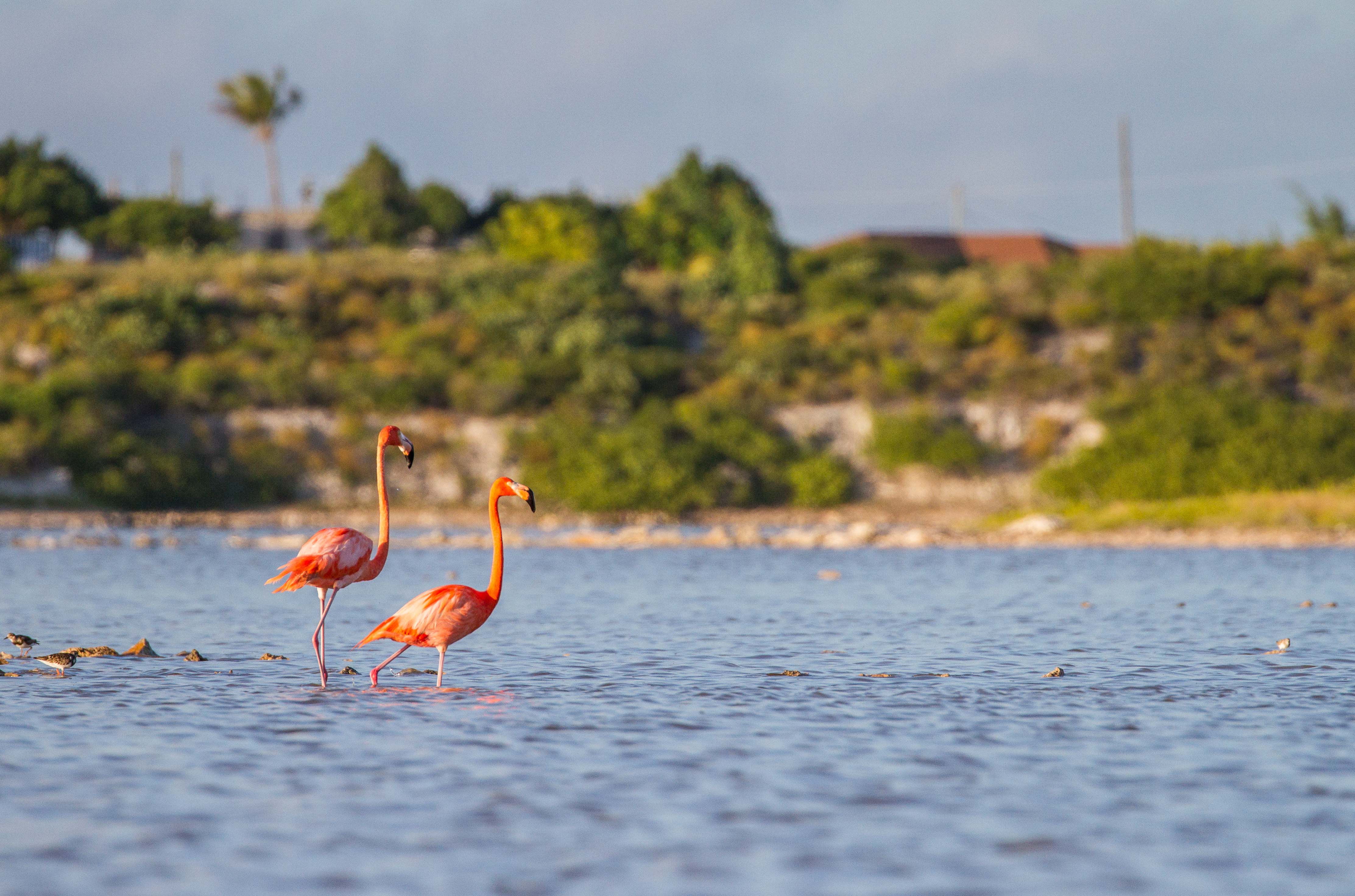 Roundtrip Fort Lauderdale — Caribbean