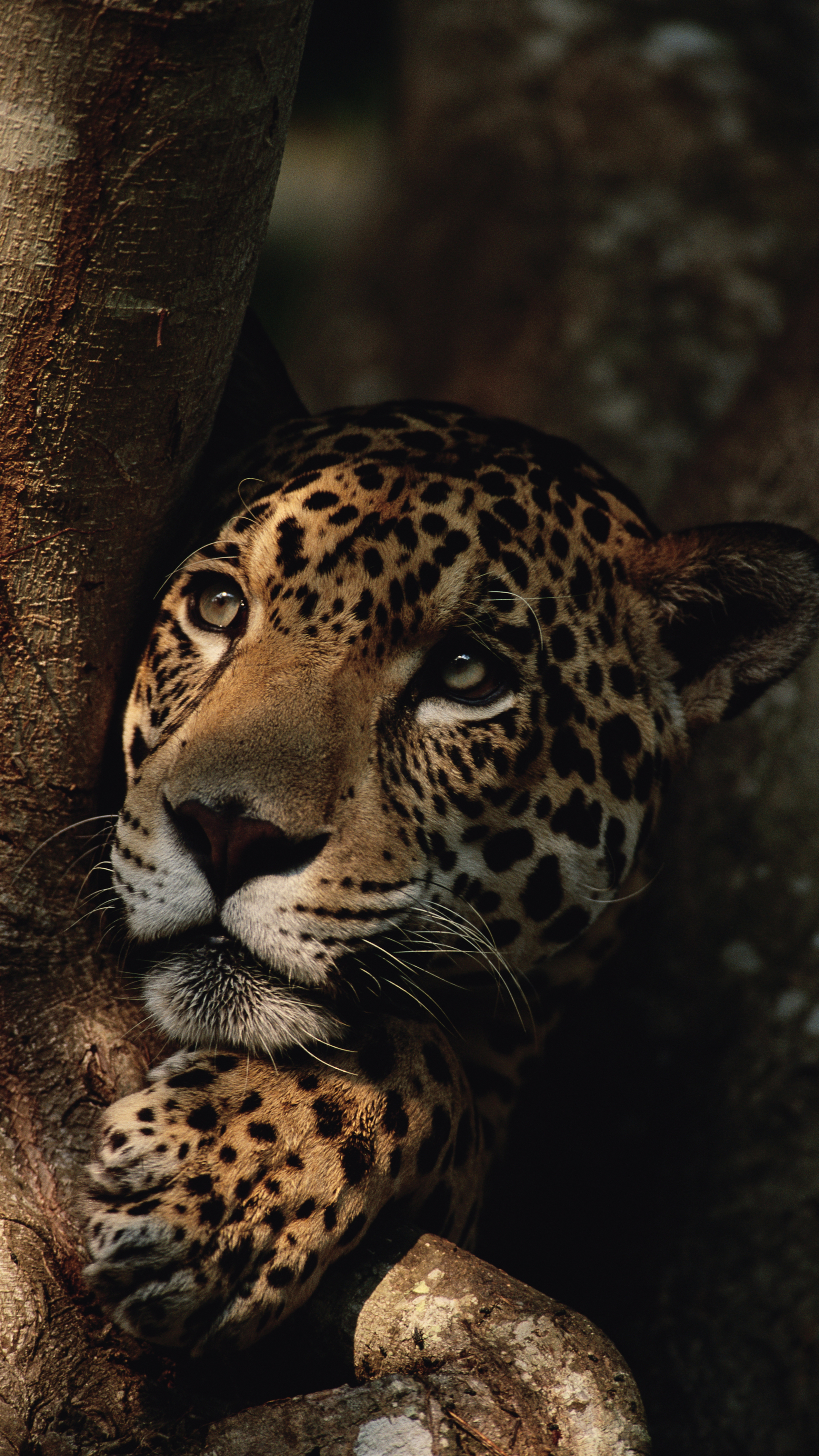 Brazil Wildlife Adventure: the Amazon and Pantanal