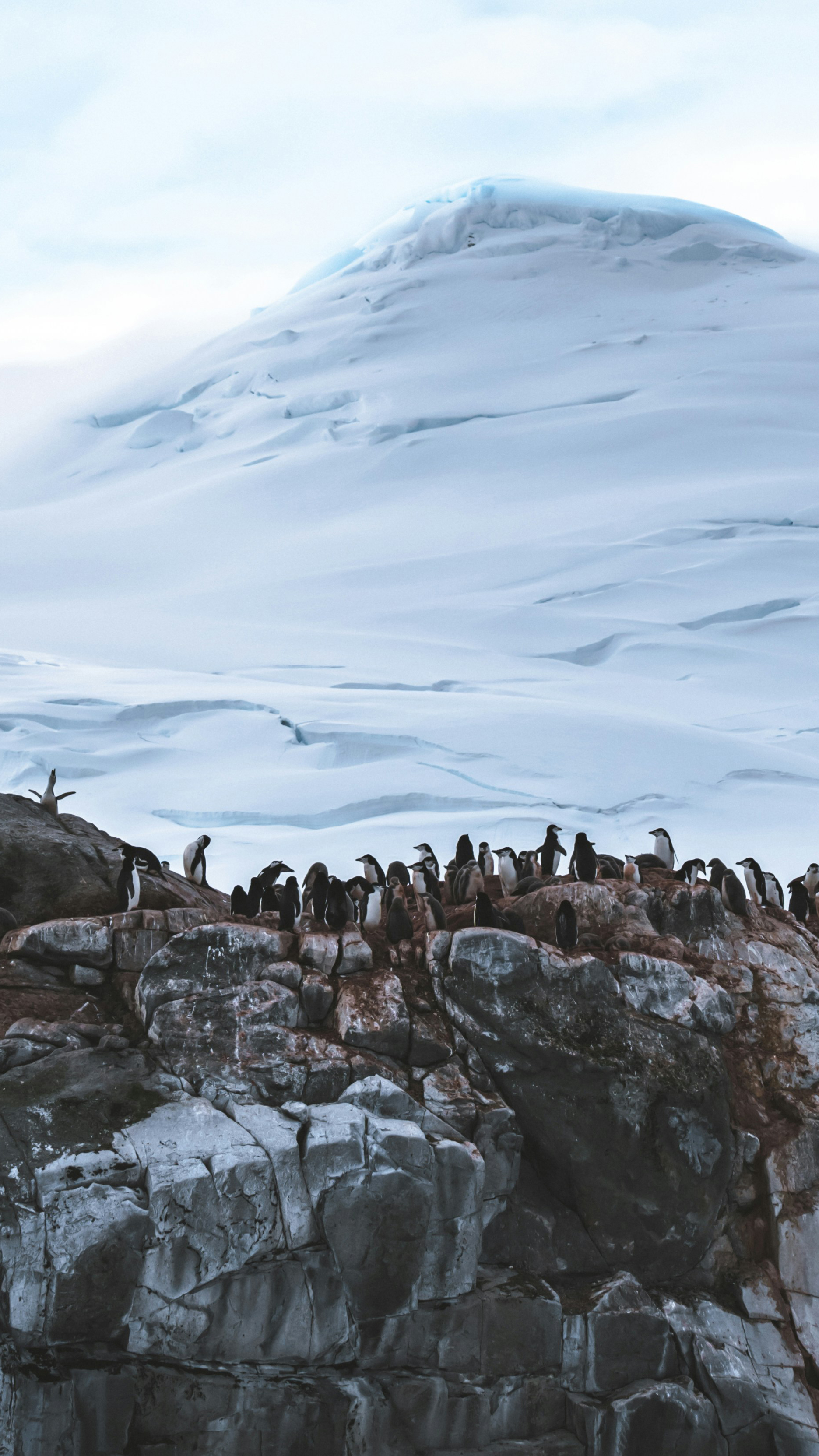 Antarctica, South Georgia and Falklands: Holiday Voyage