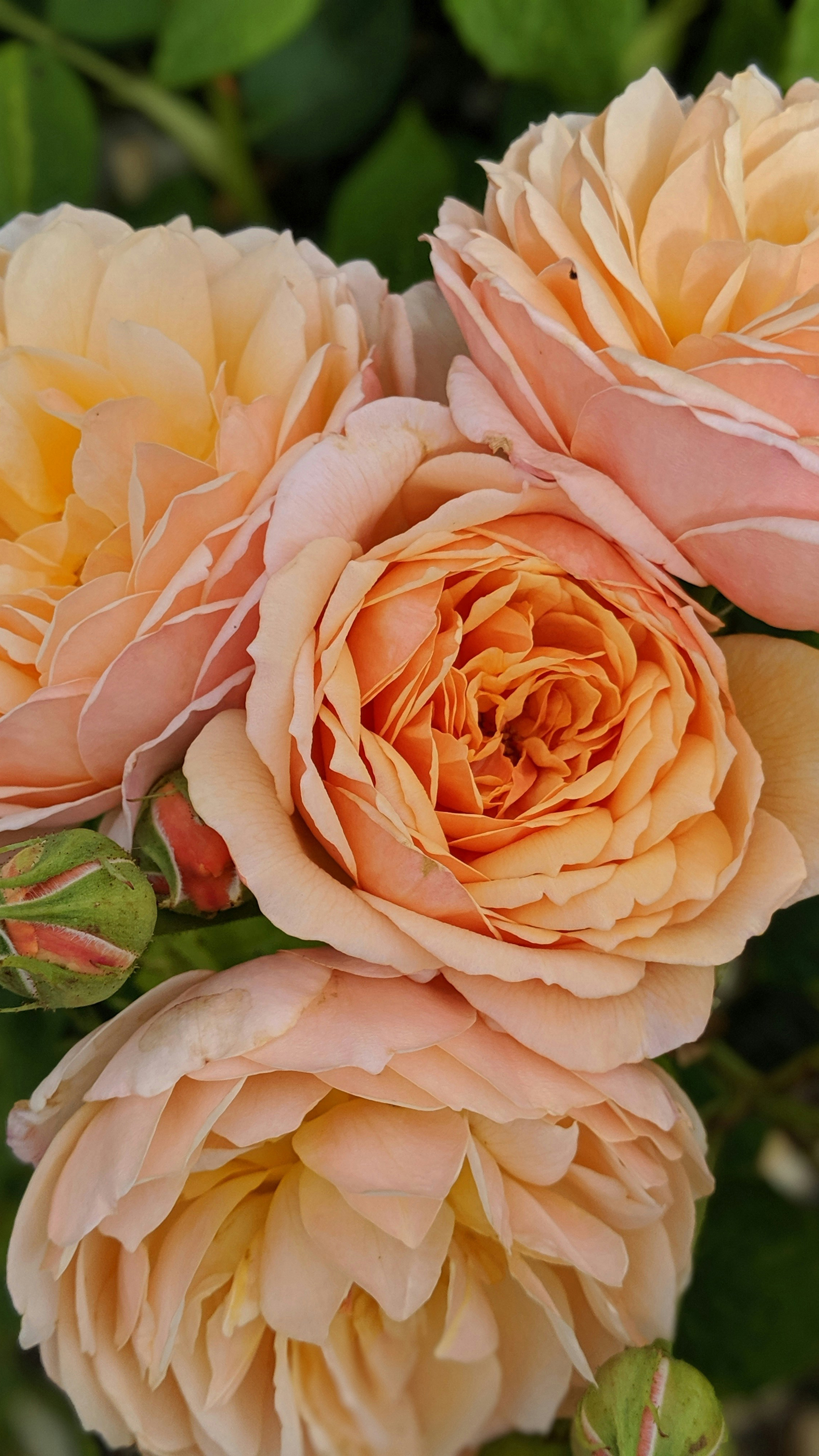 Glorious Gardens of England and Chelsea Flower Show