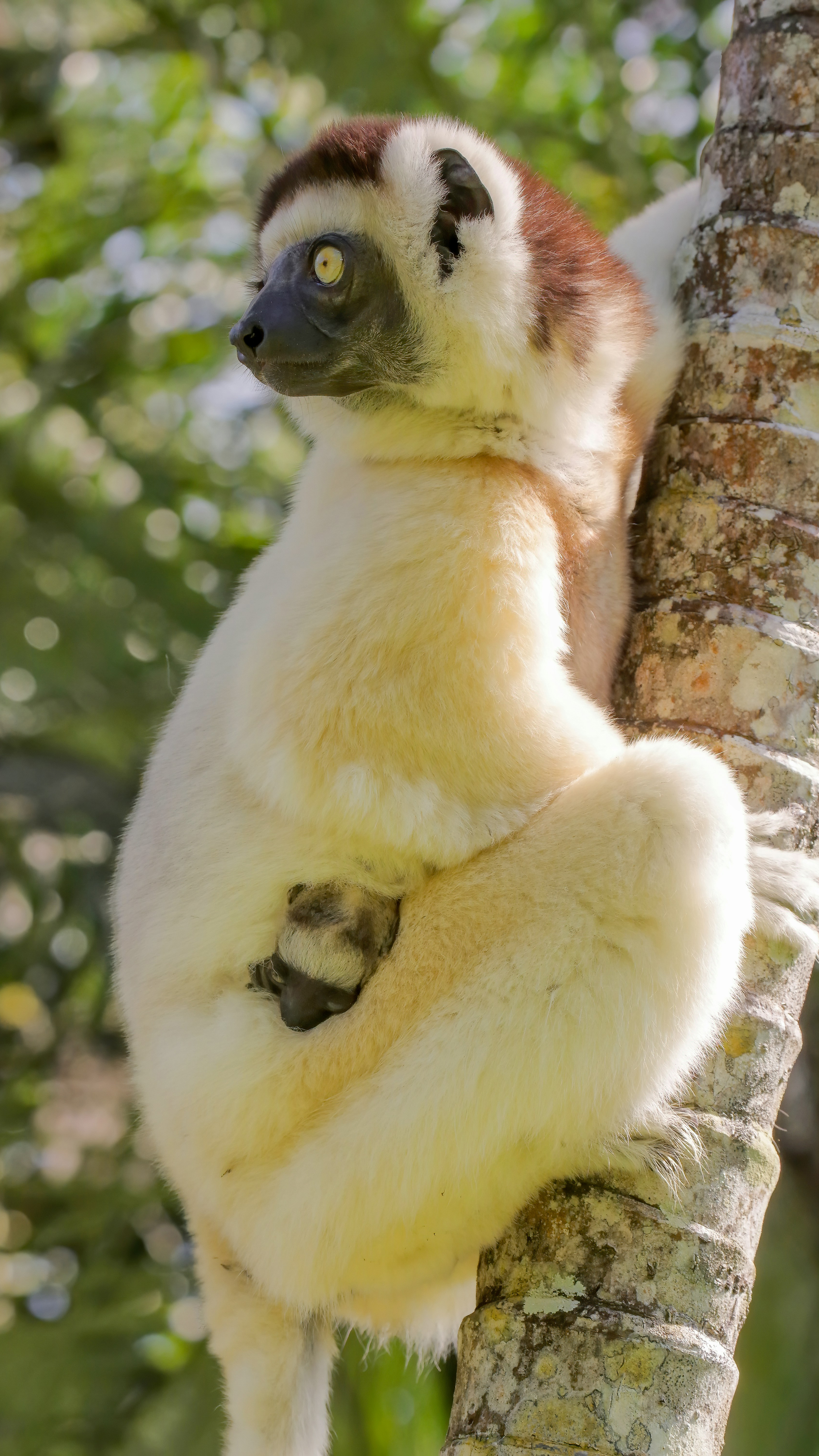 Natural Wonders of Madagascar