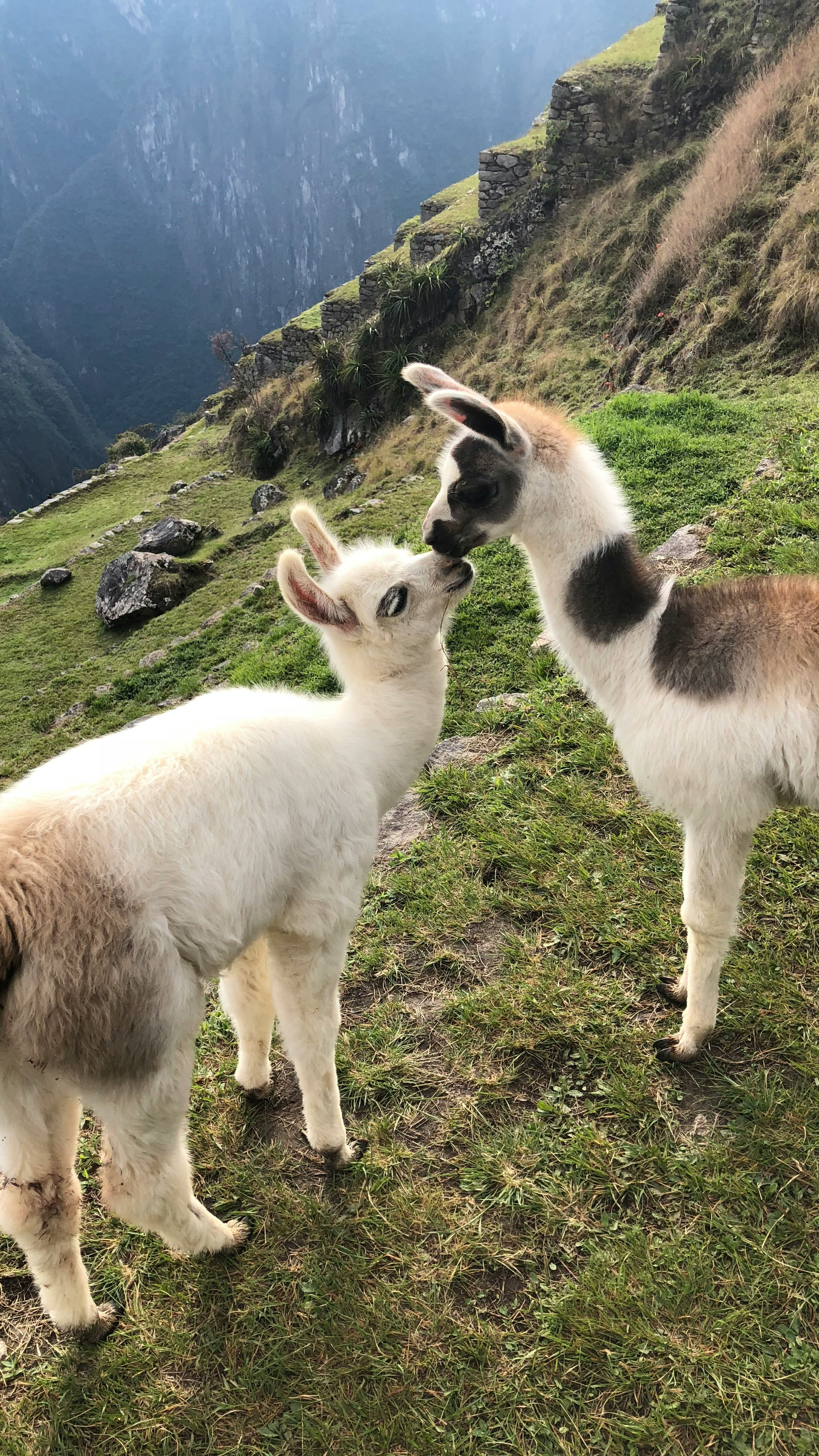 Peru: Machu Picchu and Amazon Cruise