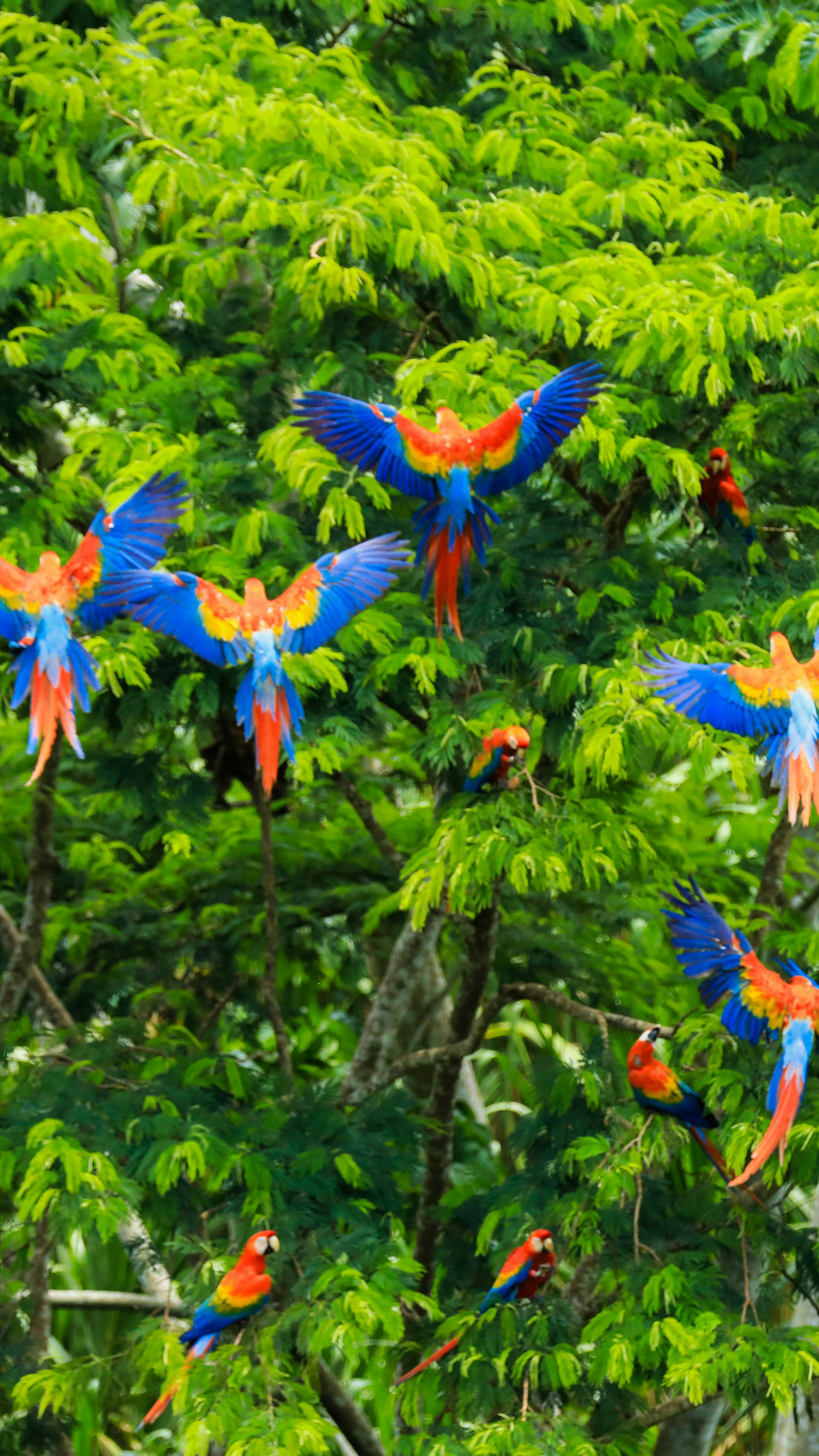 A&K Sanctuary Peruvian Amazon Cruise (5 Days)