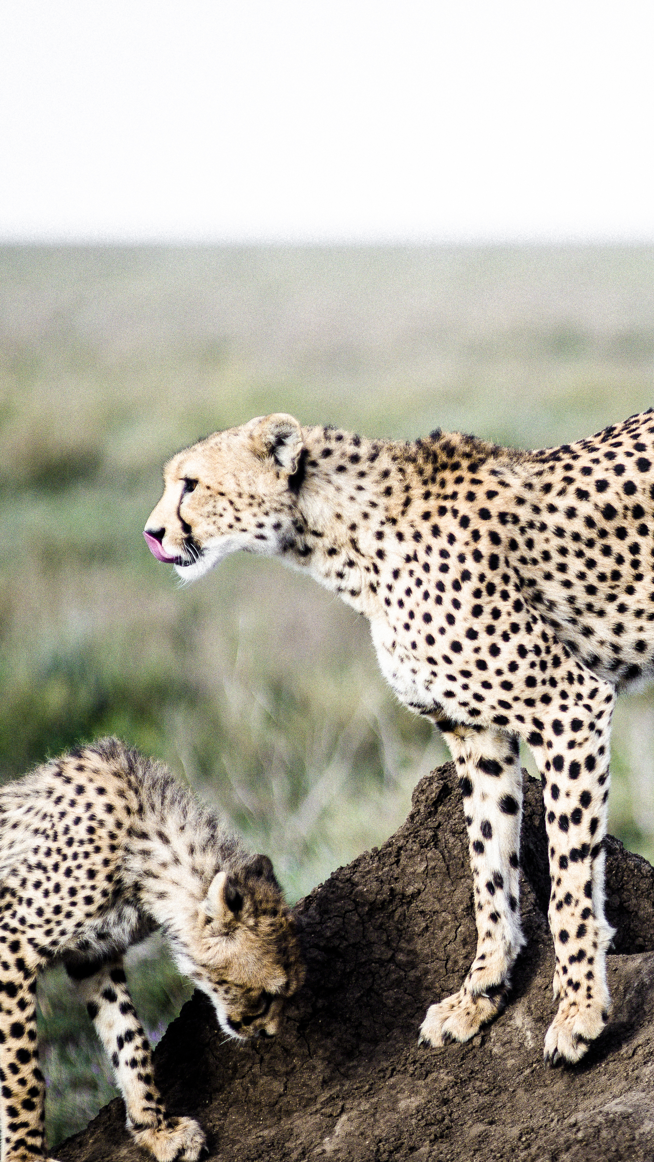 A&K Sanctuary Safari in Tanzania