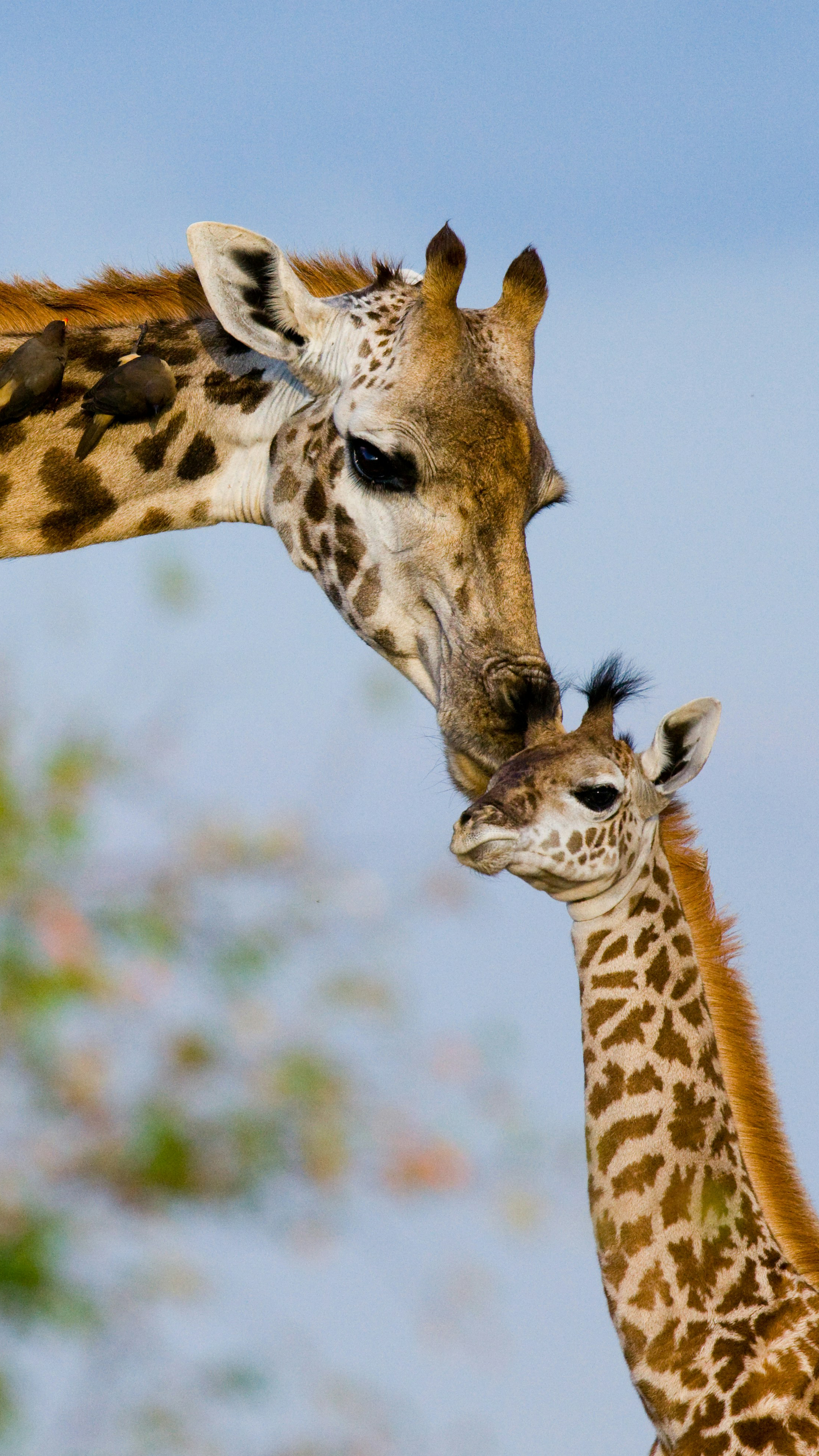A&K Sanctuary Safari in Kenya