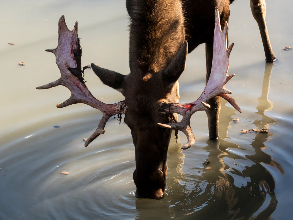 Alaska: Wilderness and Wildlife