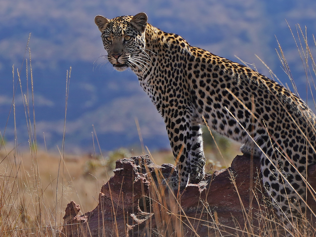 Southern Africa Family Safari