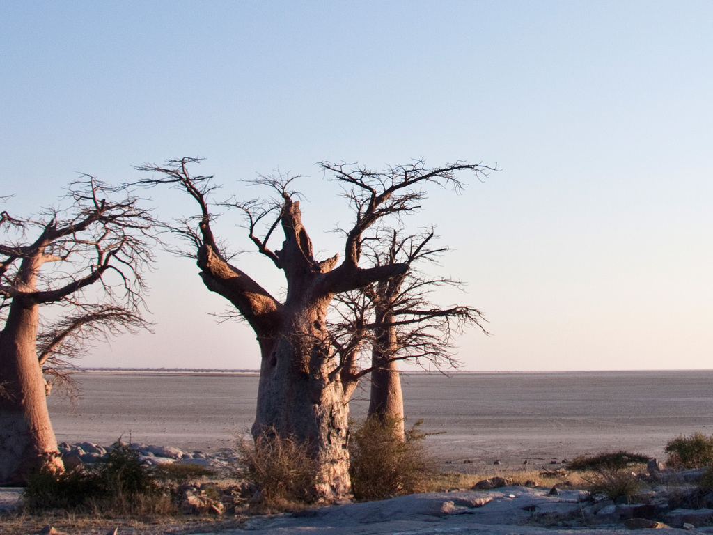 Botswana Safari: From Delta To Desert