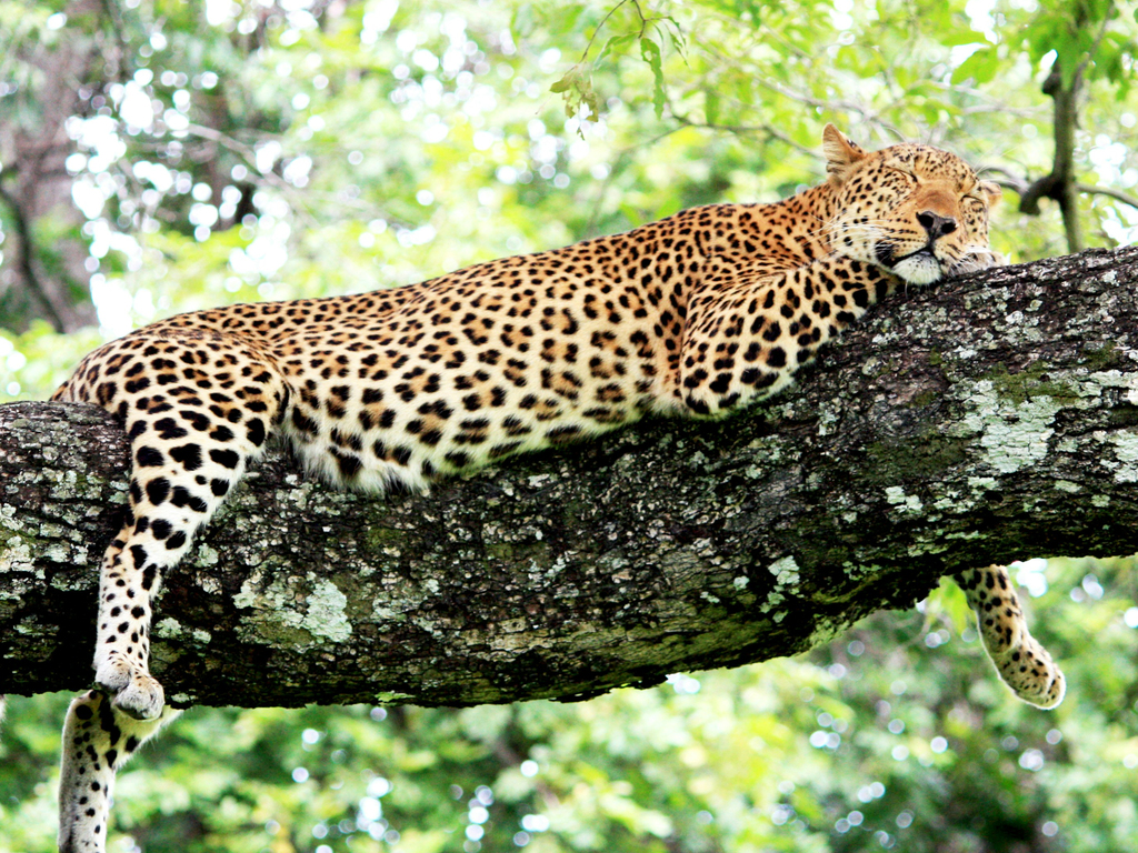 Lodge-to-Lodge Walking Safari in Zambia