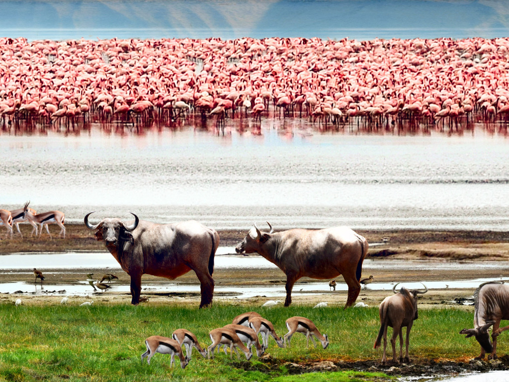 A Luxury Tented Safari in Tanzania
