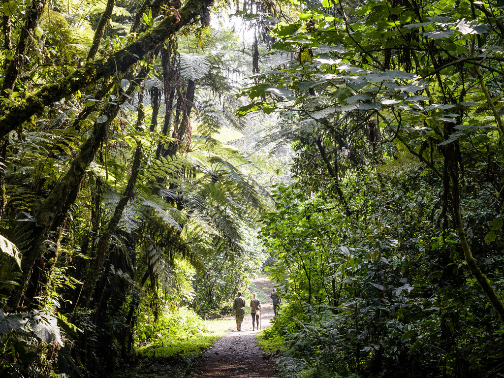 Gorilla Trekking in Uganda