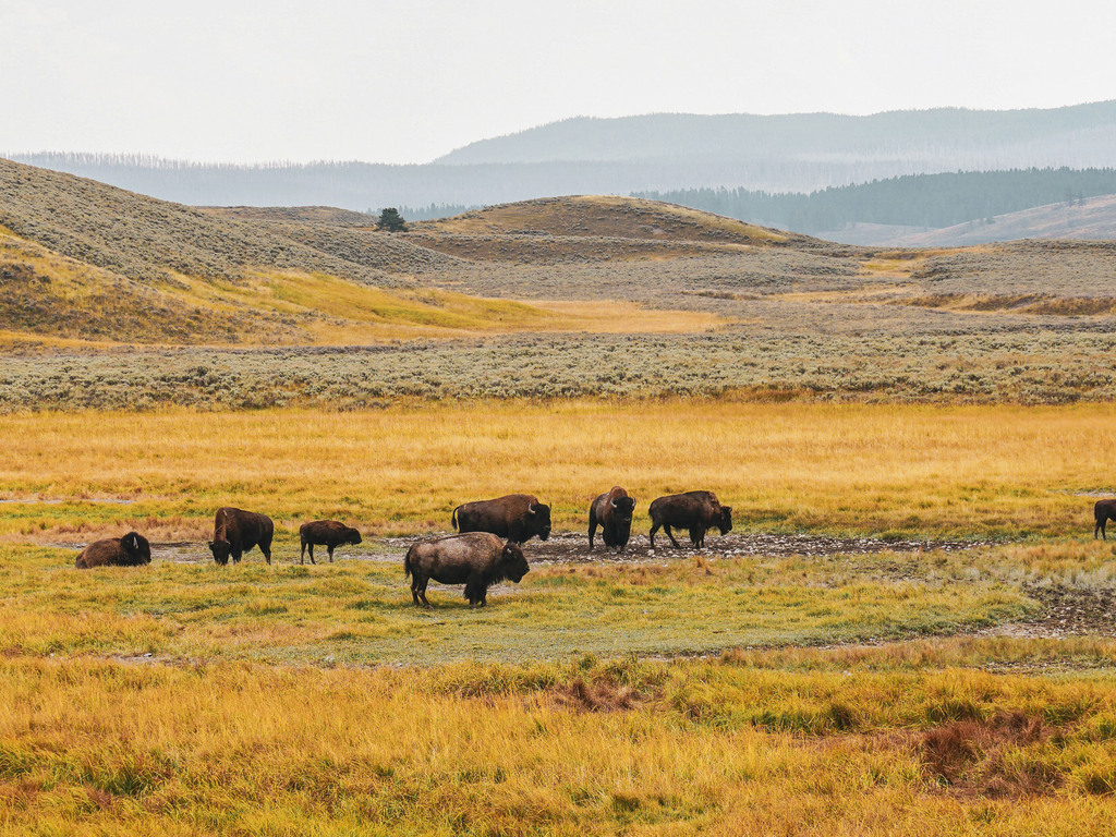 Wyoming Wilderness Adventure