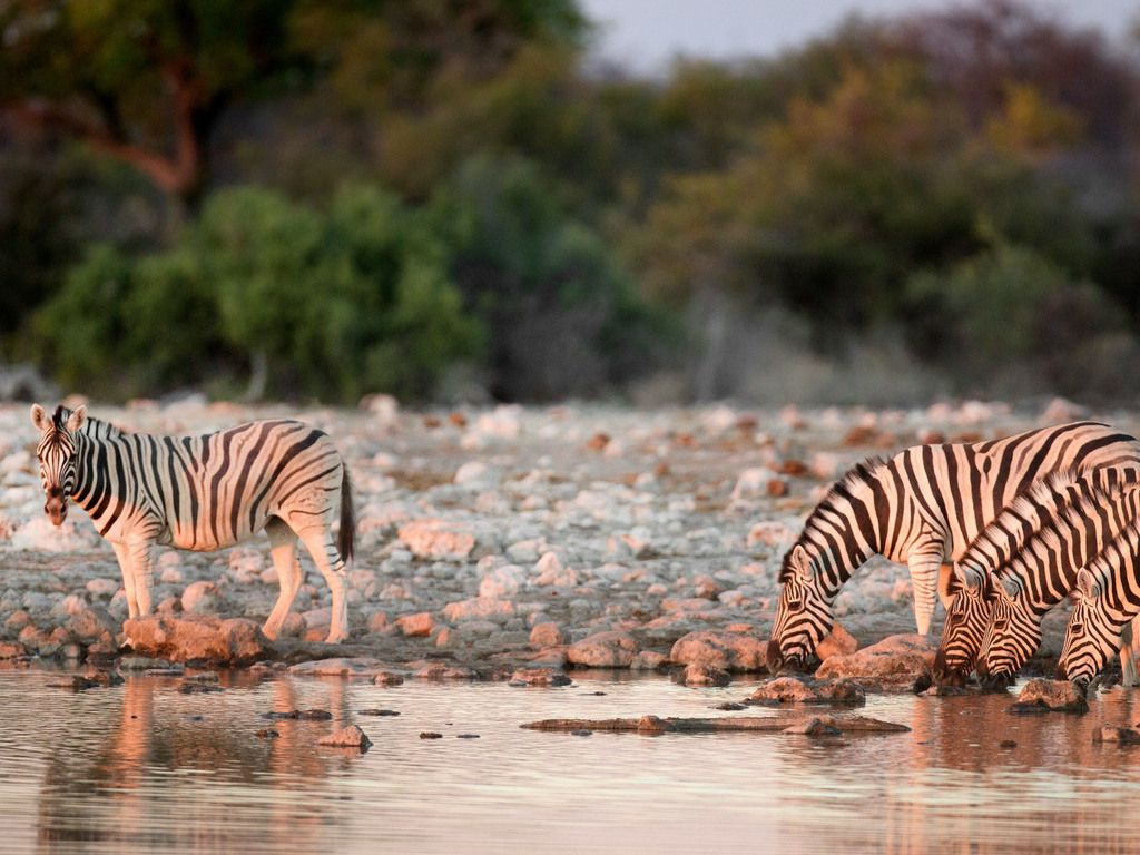 Namibia: Epic Wilderness Adventure