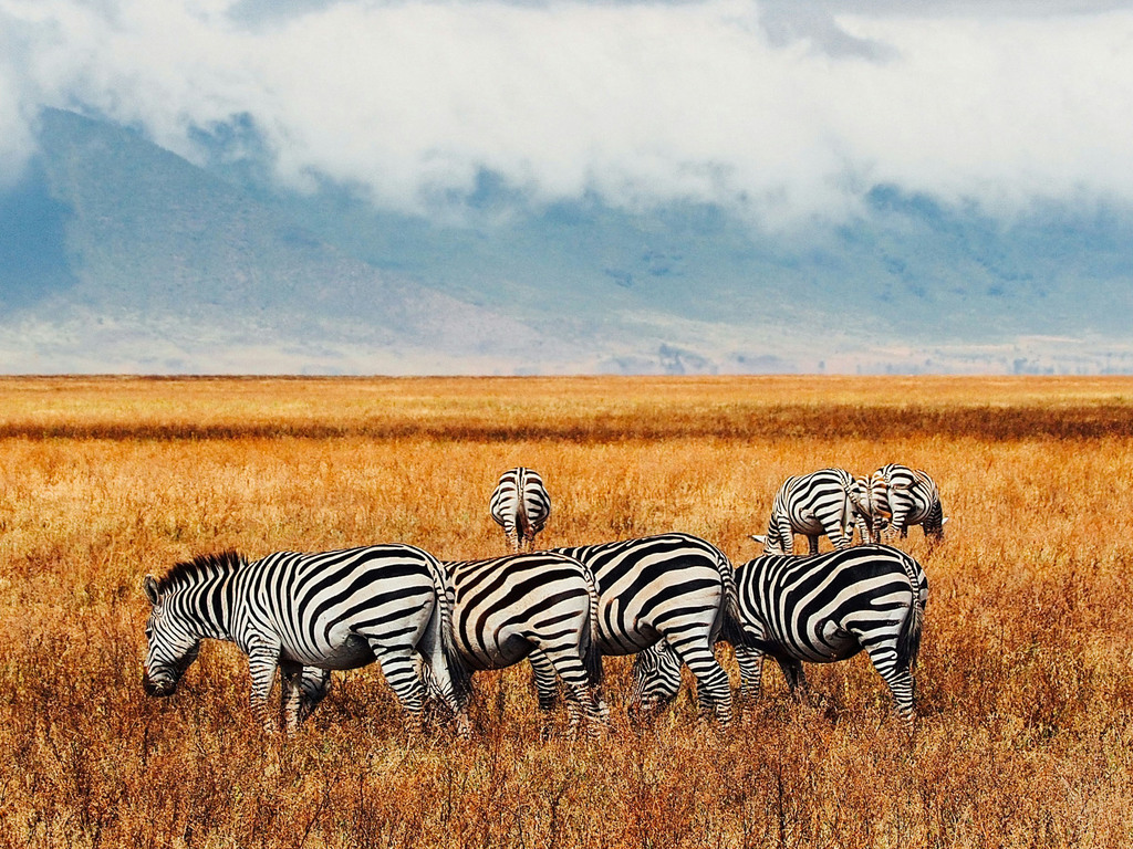 Rwanda and Tanzania Wildlife Adventure