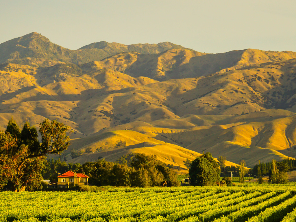 New Zealand's World-Class Food and Wine