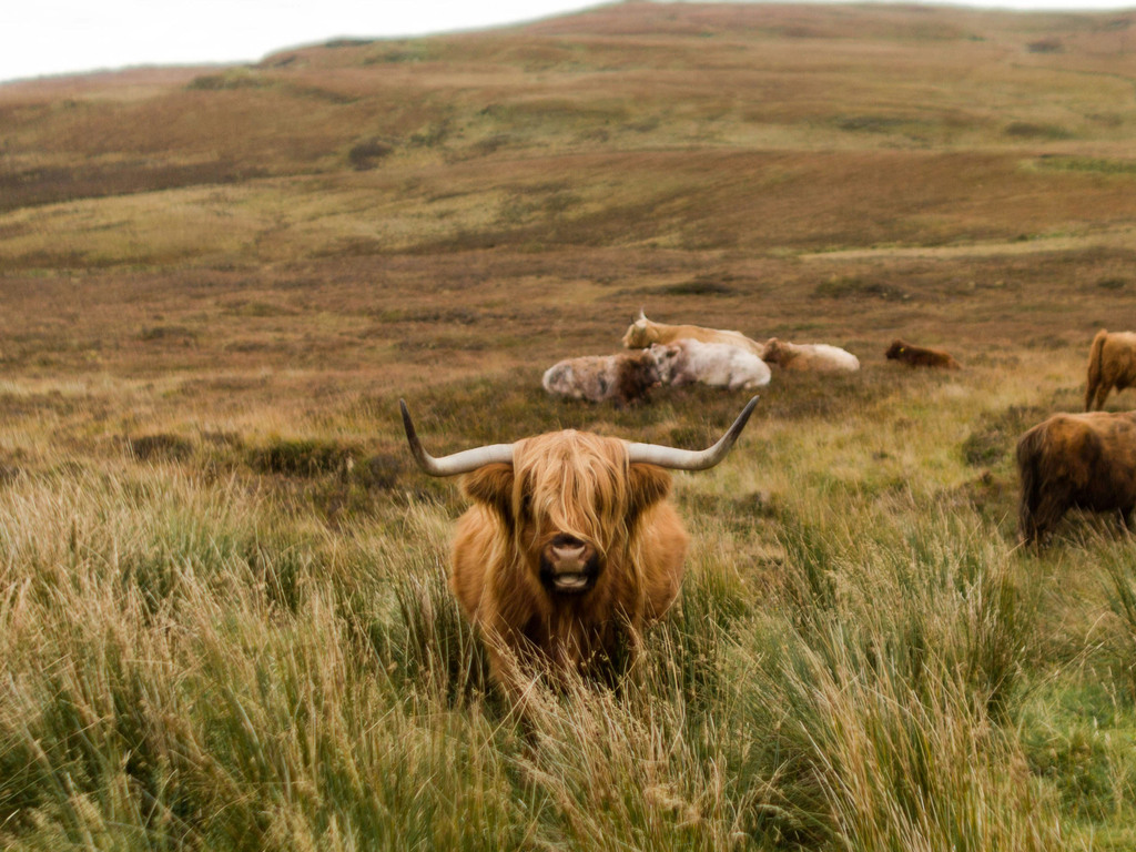 A Highland Fling in Scotland