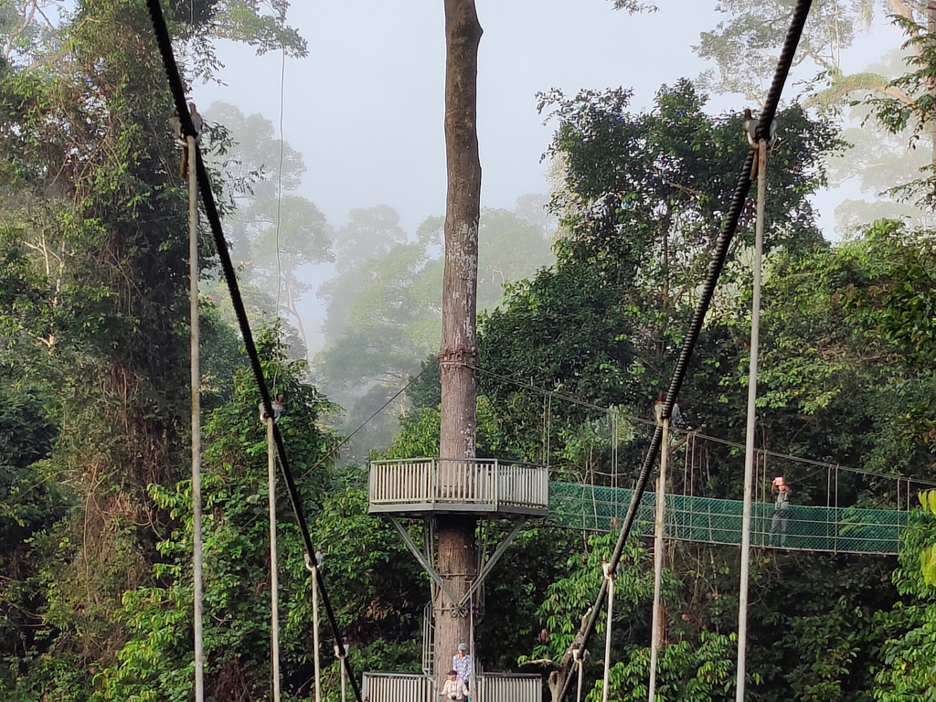 Borneo: Land of the Orangutan