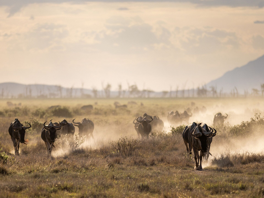 A&K Sanctuary Tanzania and Kenya's National Parks