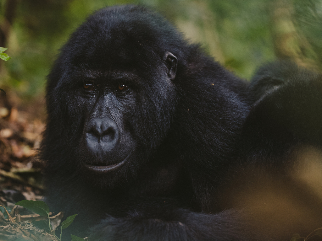 A&K Sanctuary Gorilla Trekking in Uganda