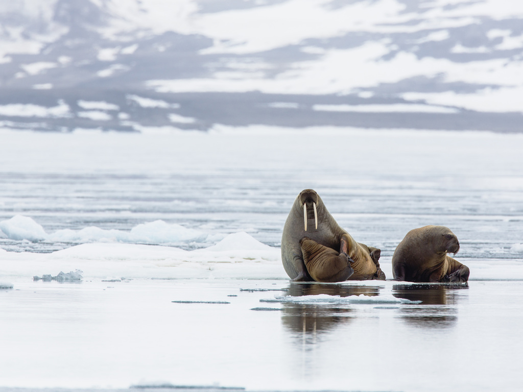 An Arctic Wildlife Expedition in Svalbard