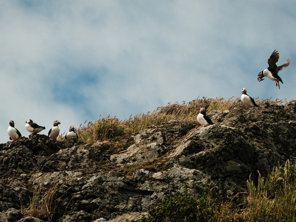 Exploring the Wild Coasts of the British Isles