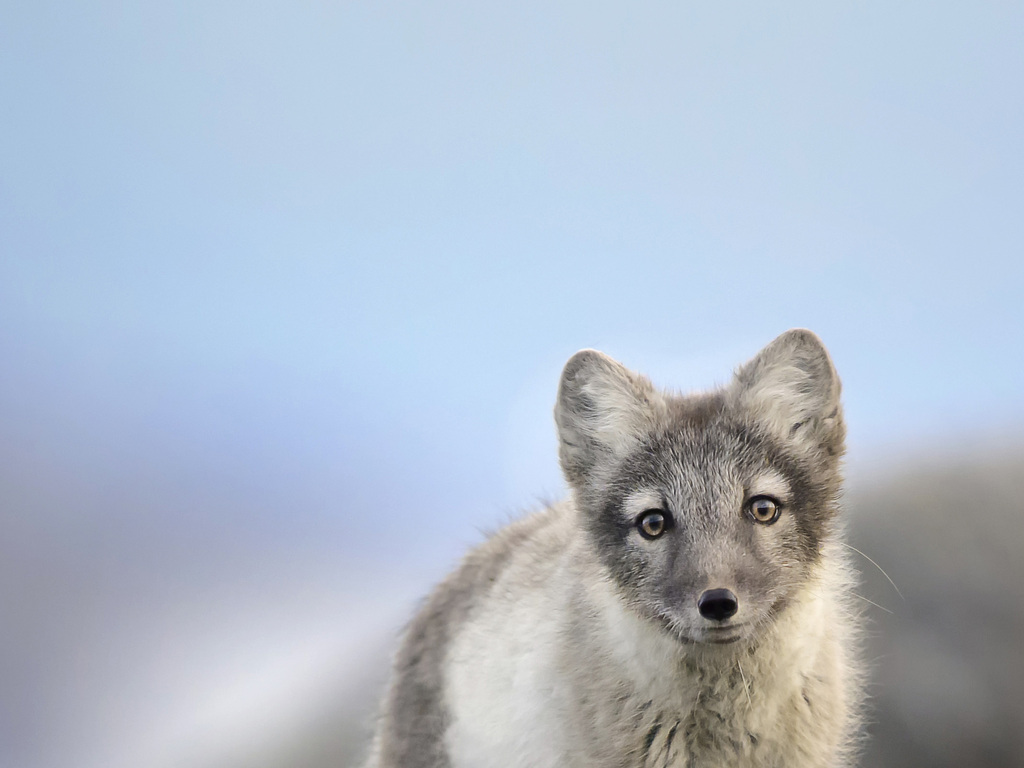 An Arctic Wildlife Expedition in Svalbard