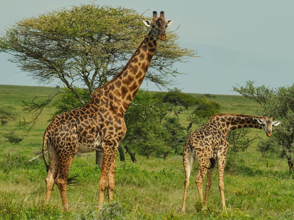 A&K Sanctuary Tanzania and Kenya Safari