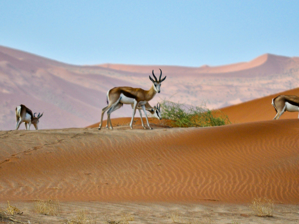 A Self-Drive Adventure in Namibia