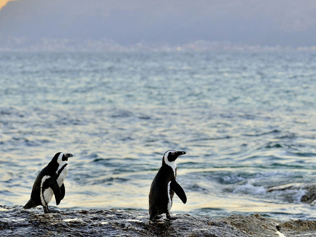 South Africa: Cape Town, the Winelands and Hermanus