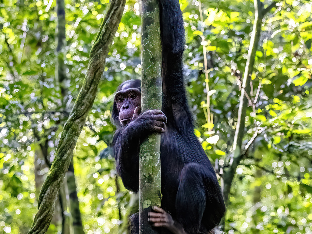 Uganda: Gorilla Trekking and Safari Adventure