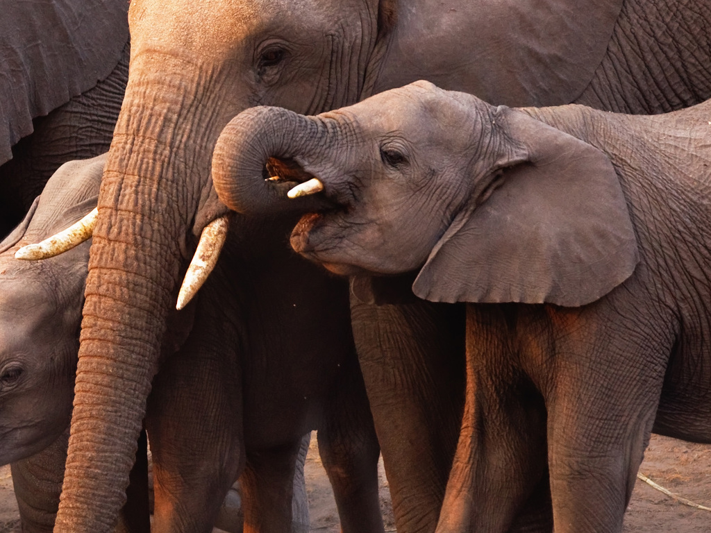 Ultimate Botswana Safari