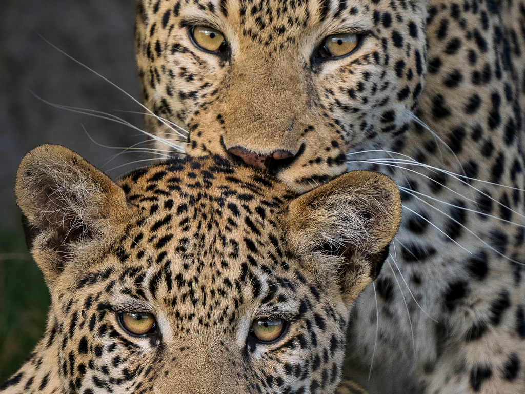 Southern Africa Safari and Rail Adventure