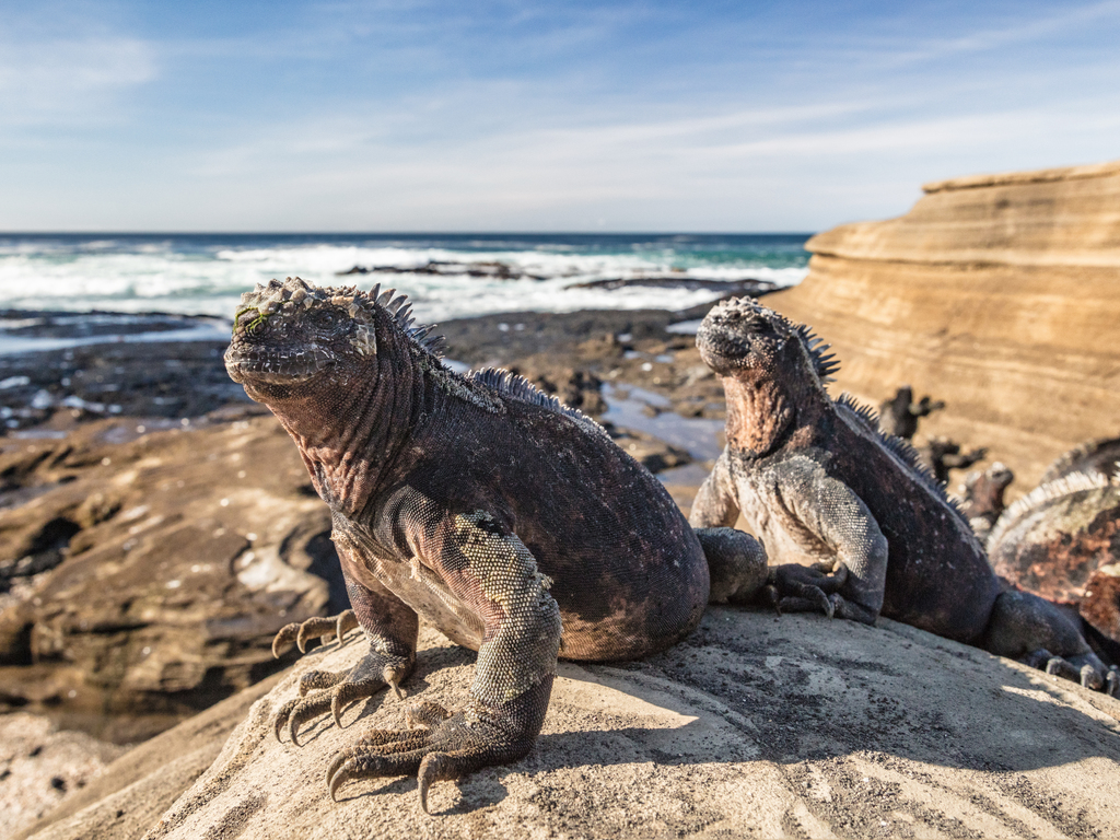 Ultimate Galápagos: Northern and Western Route