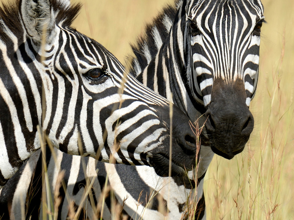 Kenya and Tanzania: Epic Great Migration Safari