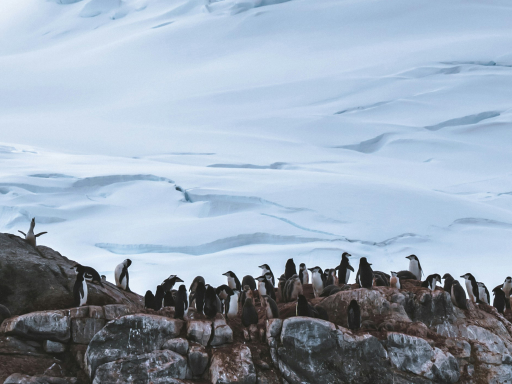 Antarctica, South Georgia and Falklands: Holiday Voyage