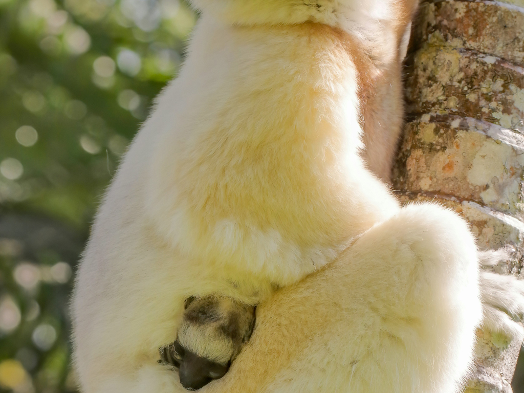 Natural Wonders of Madagascar