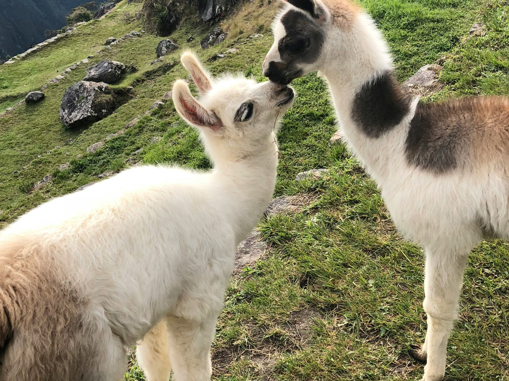 Peru: Machu Picchu and Amazon Cruise