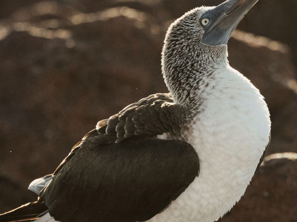 Volcanic Landscapes on a Galápagos Cruise: A Private Journey