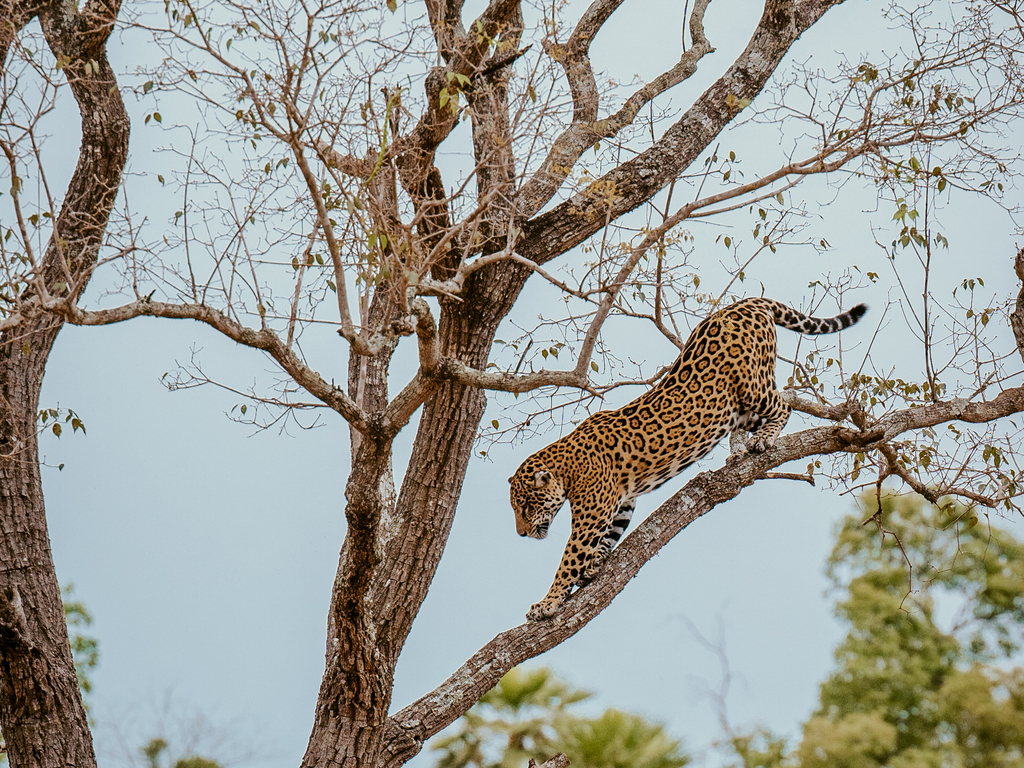 South America Wildlife Adventure by Private Jet