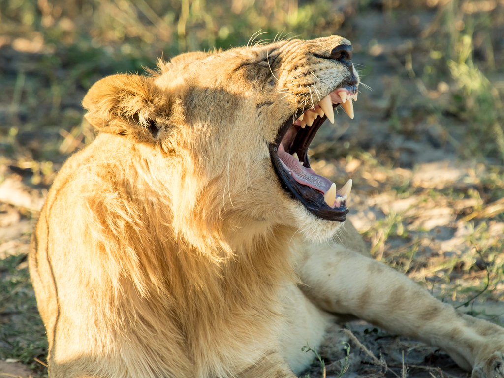 A&K Sanctuary Botswana Safari