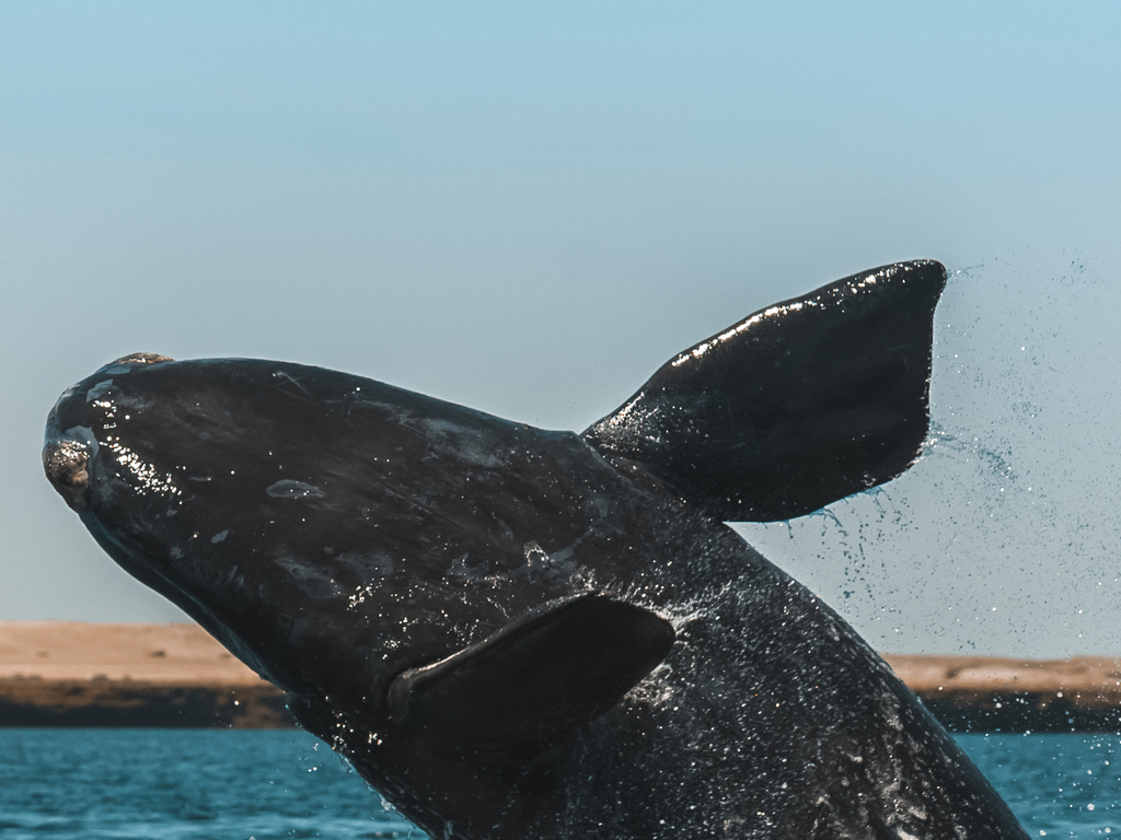 An Argentine Wildlife Adventure