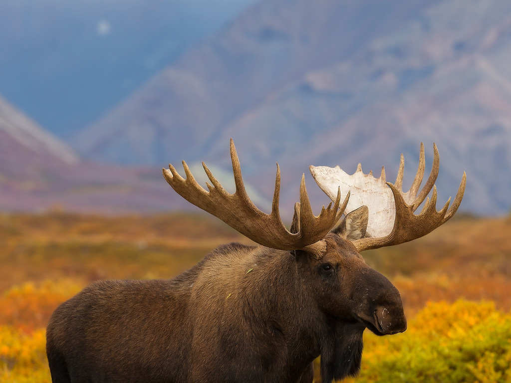 Alaska: Wilderness, Denali and the Last Frontier