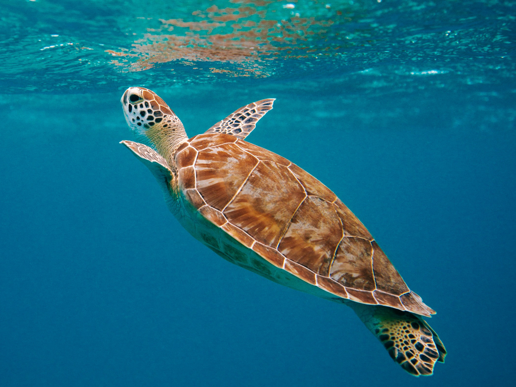 Wildlife Safari: Around the World by Private Jet