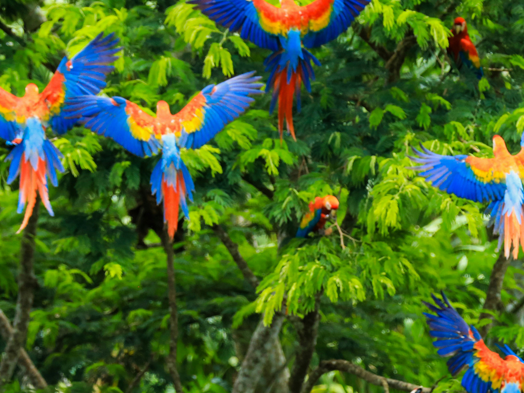 A&K Sanctuary Peruvian Amazon Cruise (5 Days)