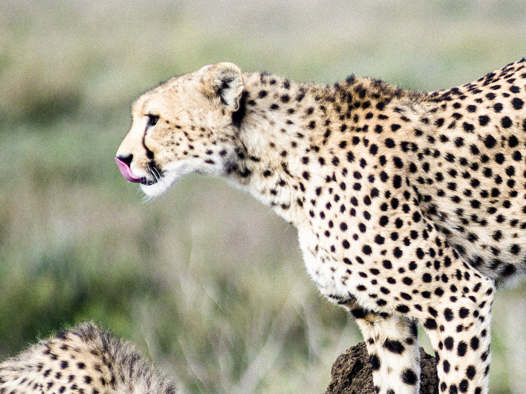 A&K Sanctuary Tanzania Safari