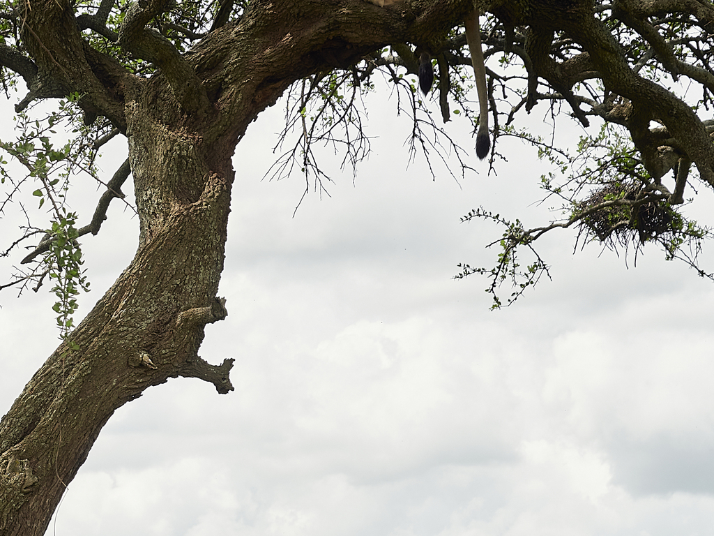 A&K Sanctuary Safari in Tanzania and Kenya